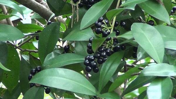 Tác dụng của cây cơm nguội